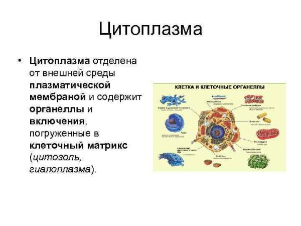 Гиалоплазма свойства и состав и функции