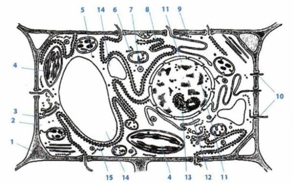Гиалоплазма строение и функции