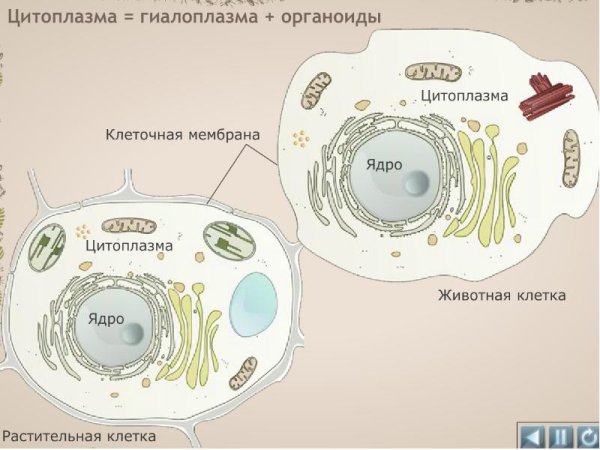 Гиалоплазма клетки