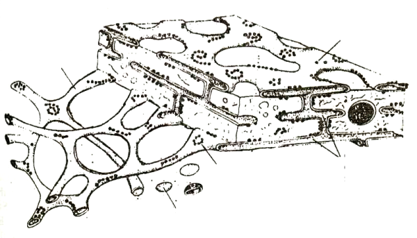 Строение гиалоплазмы