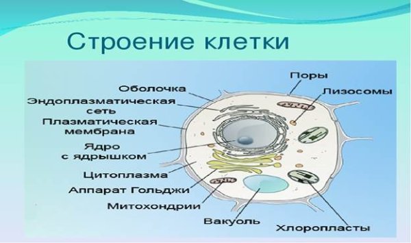 Строение цитоплазмы гиалоплазма и цитоскелет