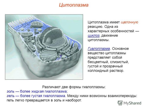 Строение цитоплазмы растительной клетки