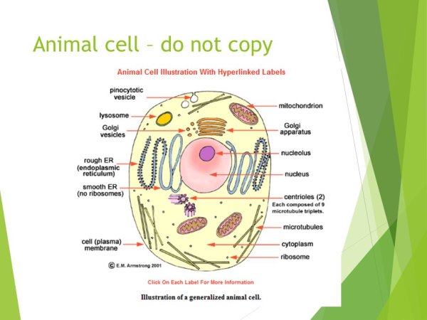 Рисунок гиалоплазмы