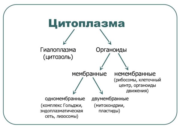 Структура цитоплазмы клетки