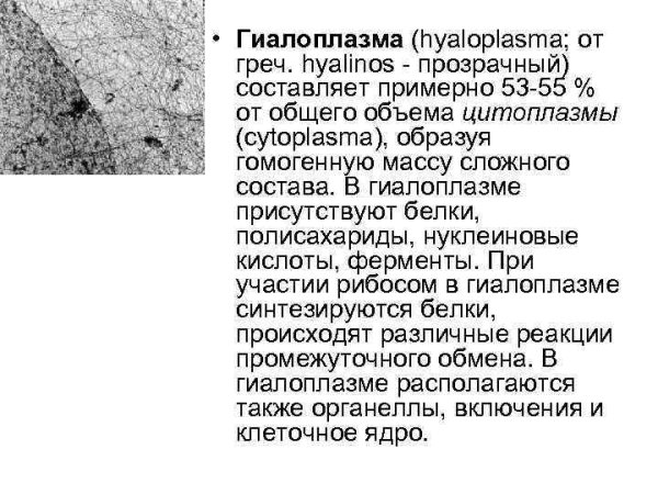 Строение и функции цитоскелета