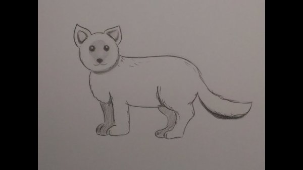 Легкий рисунок песца