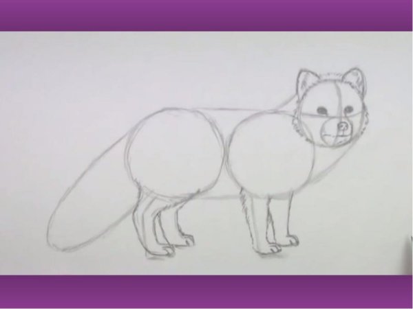 Поэтапное рисование песца