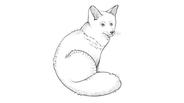 Лиса рисунок карандашом для детей