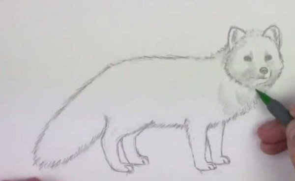 Поэтапное рисование песца