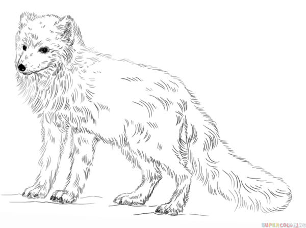 Раскраски животные песец