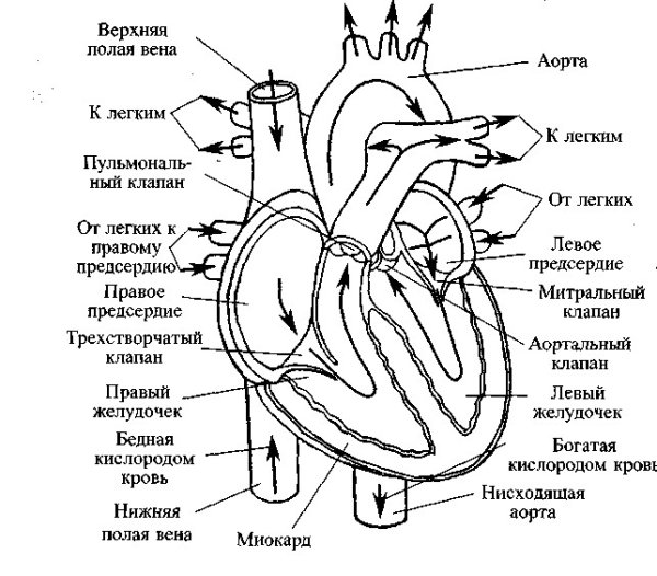 Внутренне строение сердца