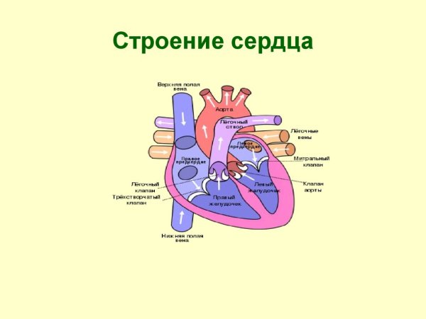 Схема структуры строения сердца