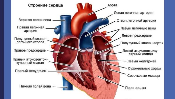 Внутреннее строение сердца анатомия