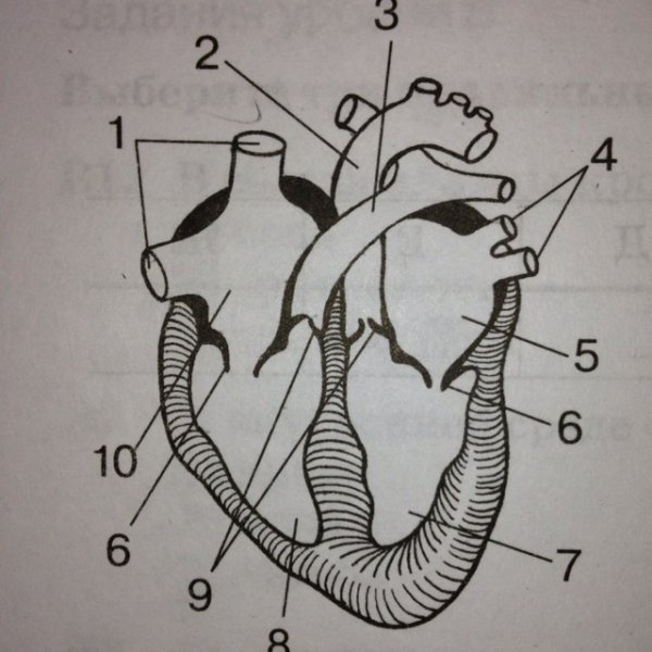 Строение сердца человека без подписей