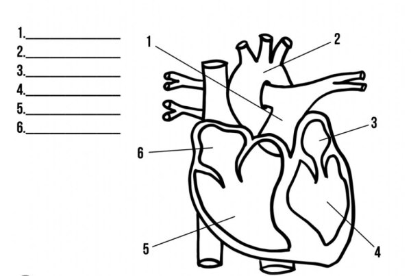 Строение человеческого сердца схема