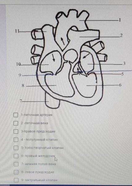 Рисунок сердца с подписями