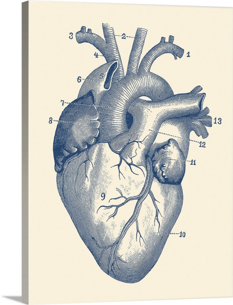 Сердце человека анатомия
