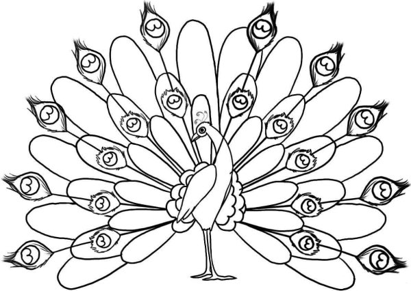 Павлин раскраска для детей 3 лет