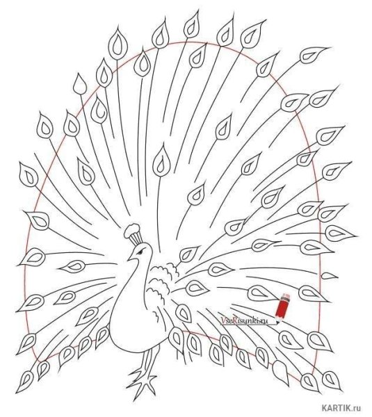 Павлин легко