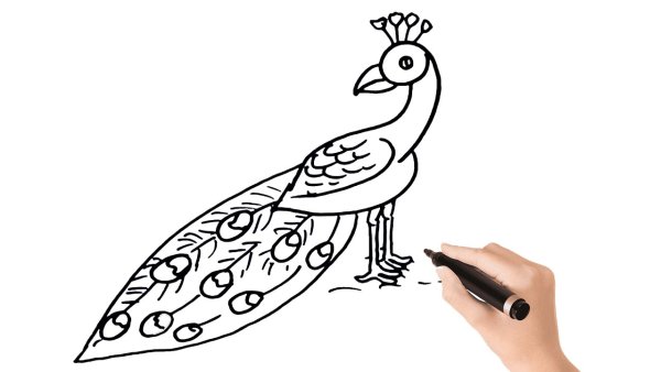 Как нарисовать павлина поэтапно для детей
