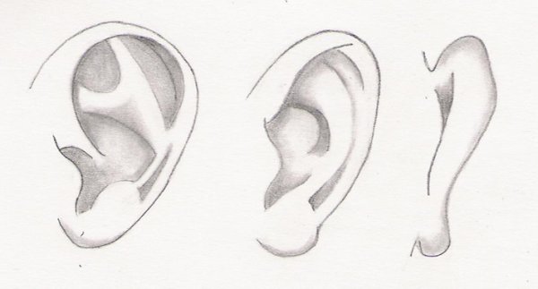 Рисунок уха человека