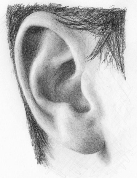 Наброски ушей