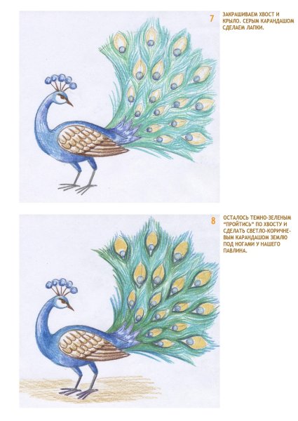 Павлин 2 класс