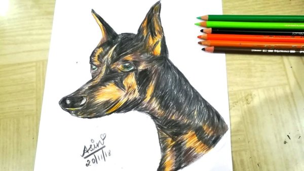 Доберман рисунок цветными карандашами