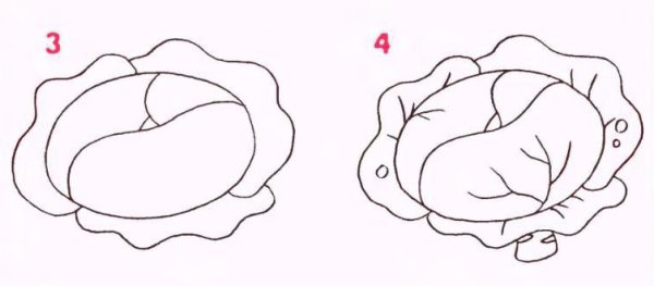 Капуста рисунок пошагово