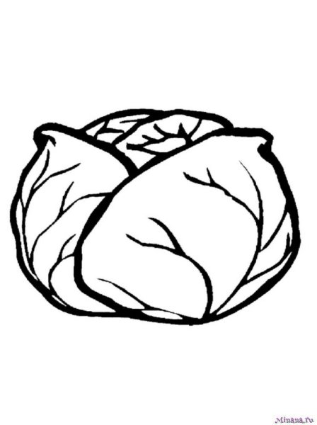 Рисунок капусты для раскрашивания