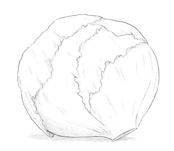 Капуста для рисования