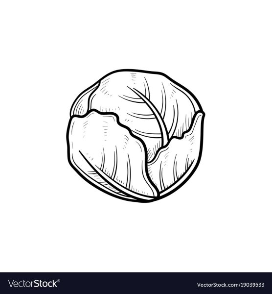 Легкие рисунки капусты