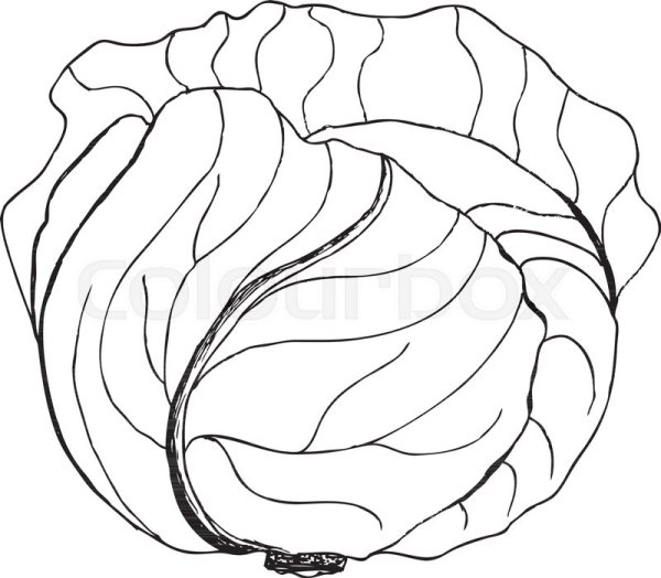 Капуста по контуру