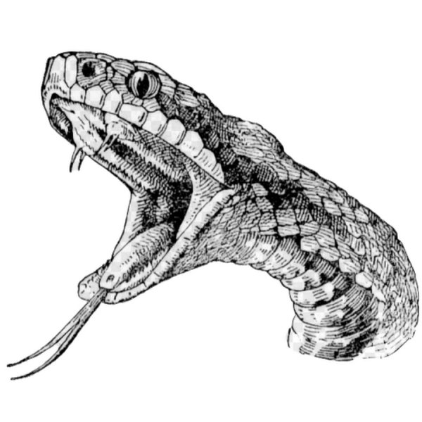 Голова змеи рисунок карандашом