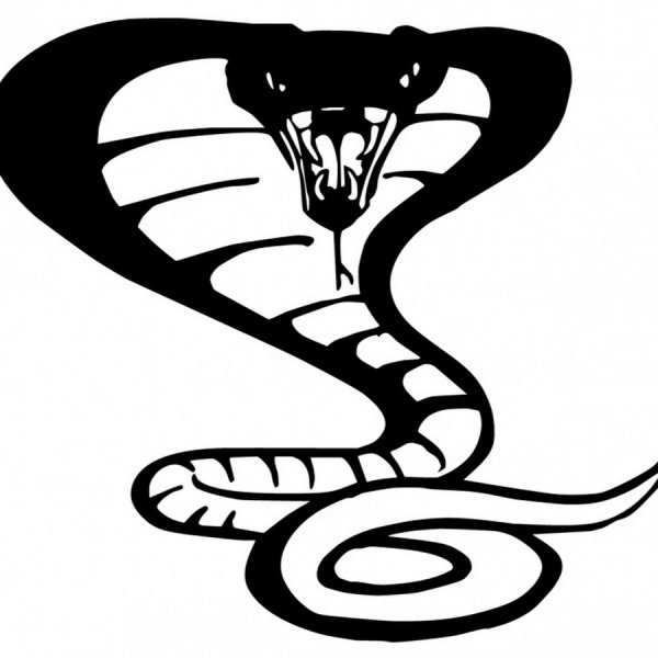 Кобра рисунок карандашом для детей