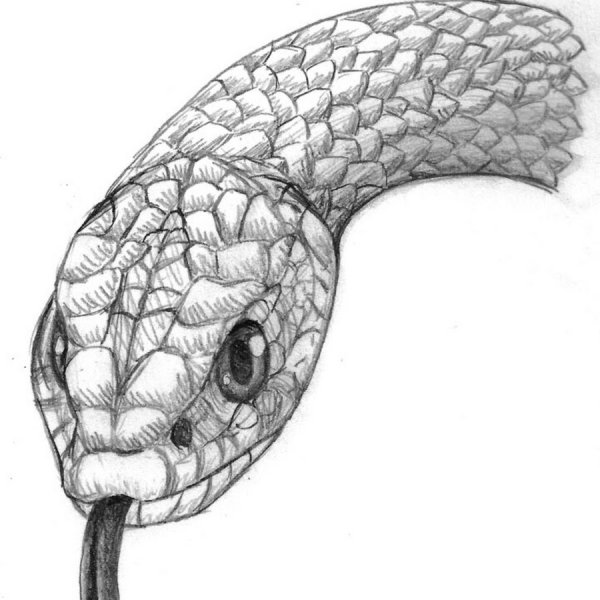 Змеиная голова эскиз