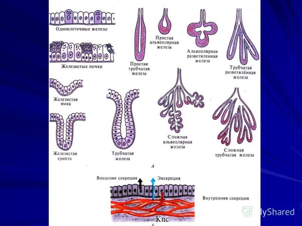 Альвеолярно-трубчатые железы