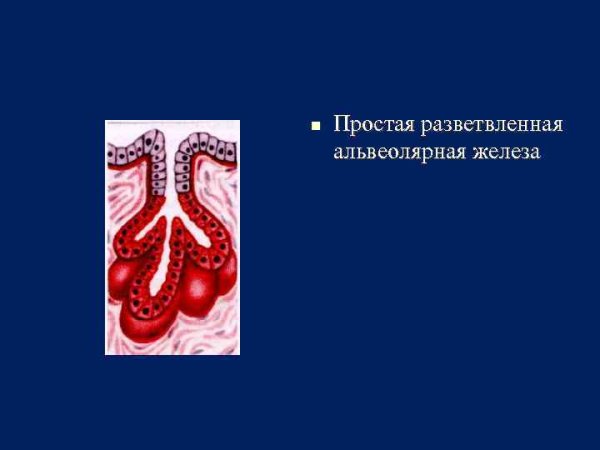 Простая неразветвленная альвеолярная железа