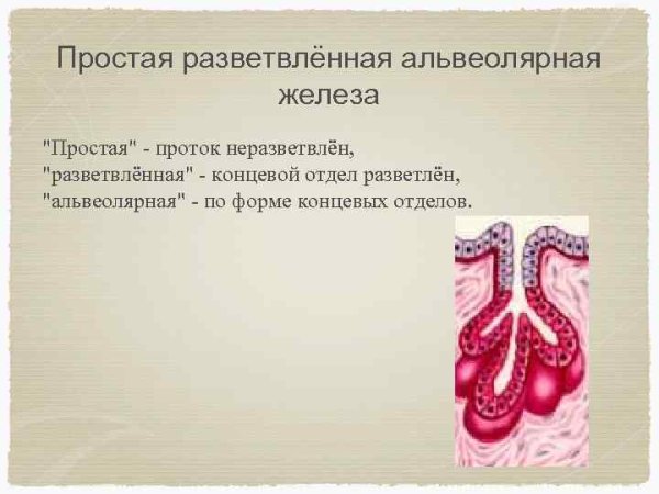 Простая разветвленная альвеолярная железа