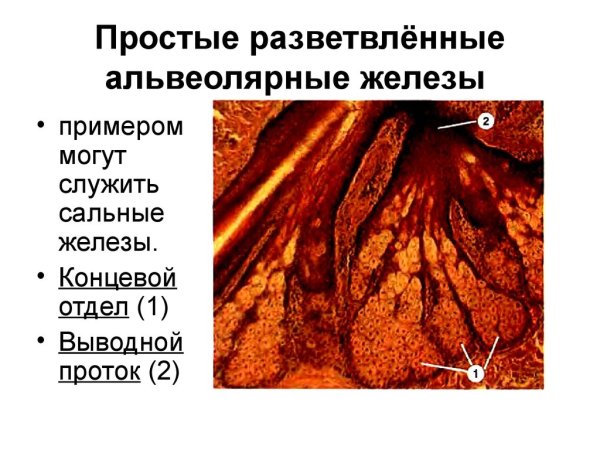 Неразветвленные концевые отделы железы