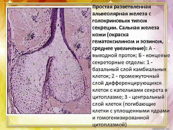 Строение железы альвеолярно-трубчатой