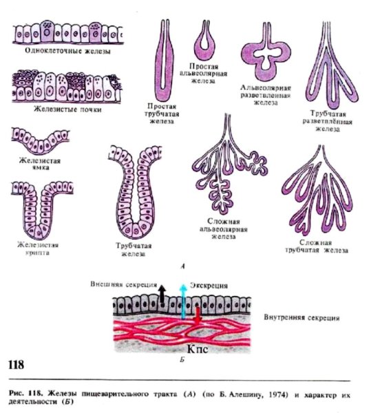Железы классификация гистология
