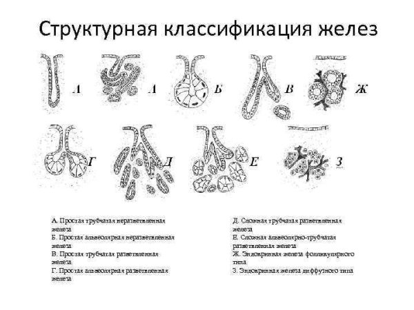 Железистый эпителий сальная железа