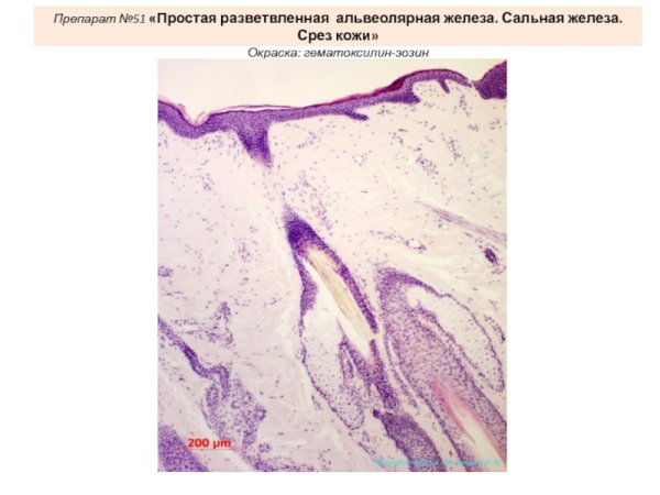 Сальные железы простые альвеолярные
