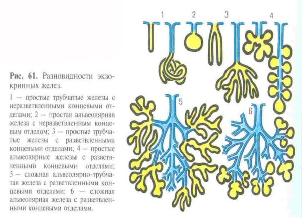Сложные альвеолярно-трубчатые железы препарат