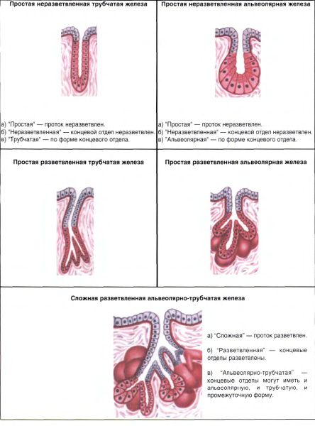 Простая альвеолярная железа
