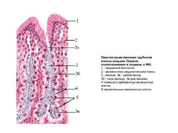 Классификация железистый эпителий экзокринные железы