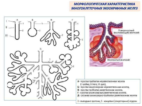 Железистый эпителий экзокринные железы строение