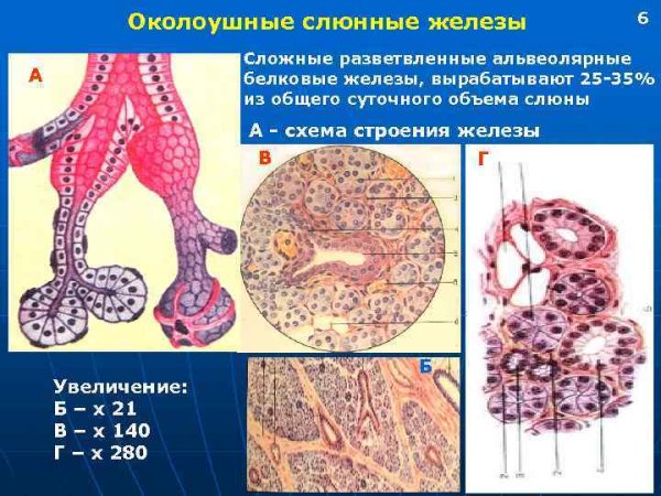 Сальная железа гистология