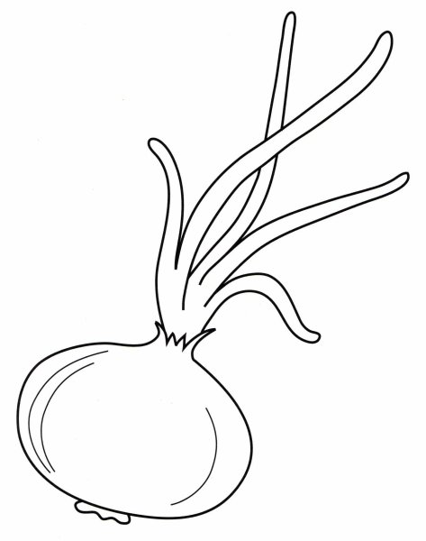 Раскраска овощи лук